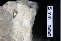 Foto (Detailansicht) von Decapoda indet. (NHMW-GEO-1990-0041-0217)